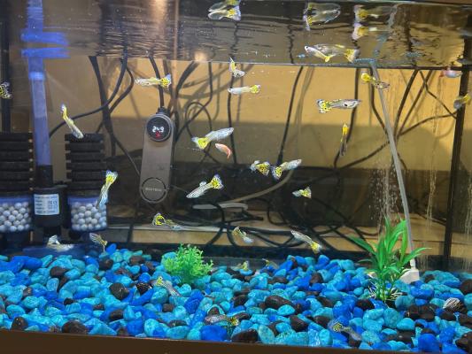 Guppys