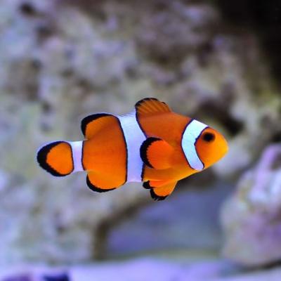 Amphiprion ocellaris