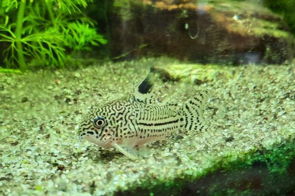 2 corydoras et 1 ancistrus à adopter URGENT