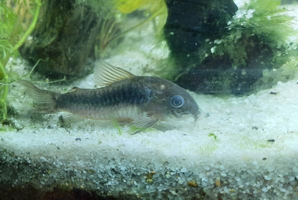 2 corydoras et 1 ancistrus à adopter URGENT