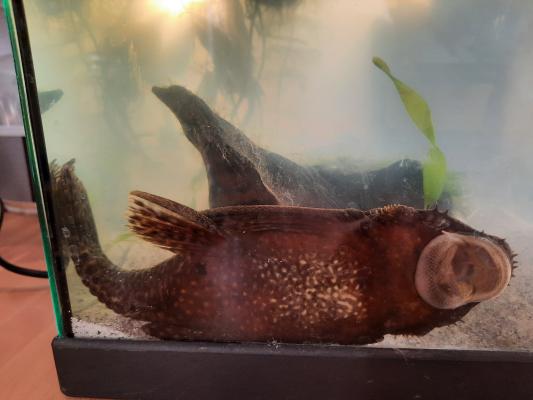 2 corydoras et 1 ancistrus à adopter URGENT