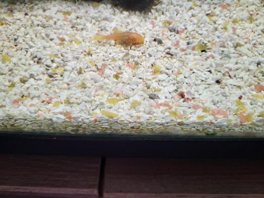 Bebe ancitrus