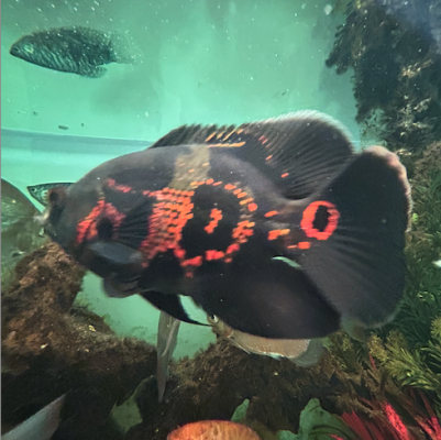 Vends ou échange Astro Oscar, Gourami et Metynnis