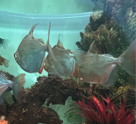 Vends ou échange Astro Oscar, Gourami et Metynnis