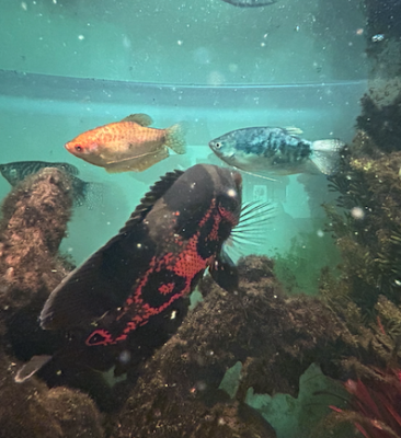 Vends ou échange Astro Oscar, Gourami et Metynnis