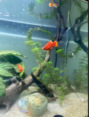 guppy, platy