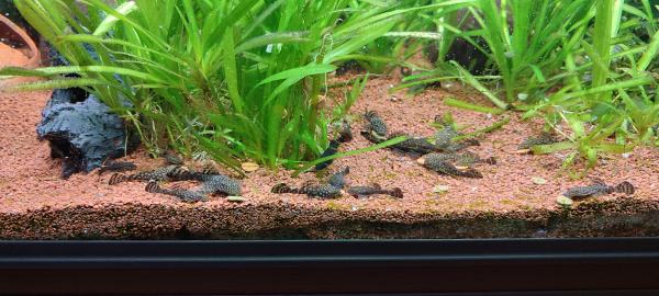 Ancistrus