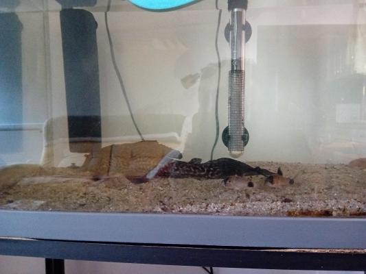 PLECO + CORYDORAS PANDA