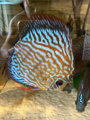 Discus disponible