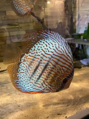 Discus disponible