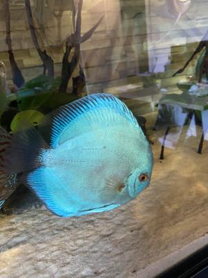 Discus disponible