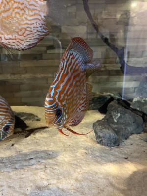 Discus disponible