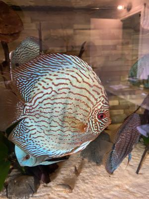 Discus disponible