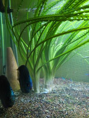 Plante