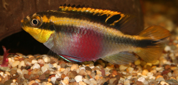 Pelvicachromis pulcher