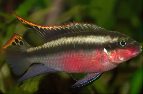 Pelvicachromis pulcher