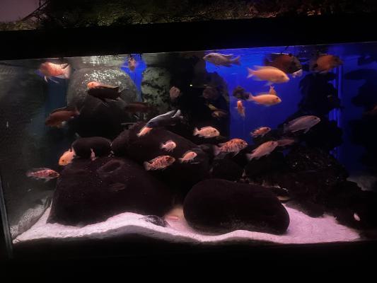 Aquarium 578 l plus décante