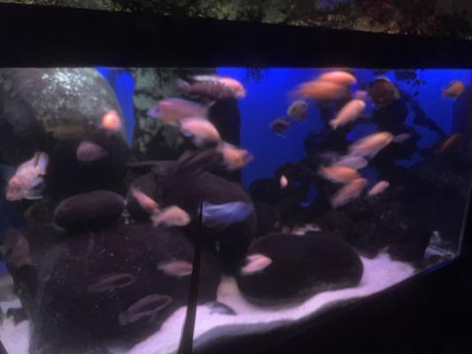 Aquarium 578 l plus décante