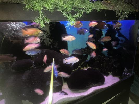 Aquarium 578 l plus décante