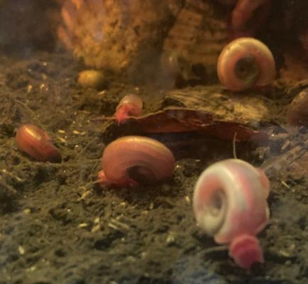 10 ESCARGOTS AQUATIQUES PLANORBES ROSES avec FRAIS DE PORT