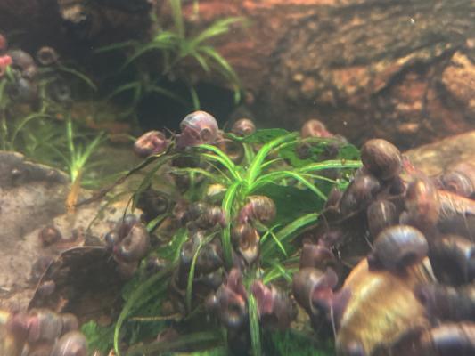 10 ESCARGOTS AQUATIQUES PLANORBES MARRONS avec FRAIS DE PORT