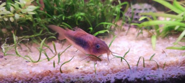 corydoras aeneus