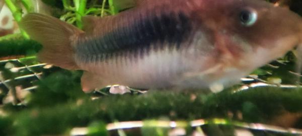corydoras aeneus