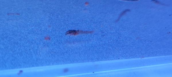 corydoras aeneus