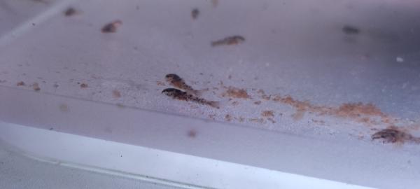 corydoras aeneus