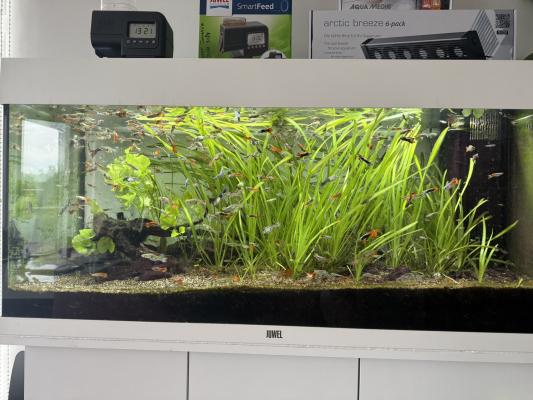 Aquarium Juwel Rio 180 LED + meuble, poissons, accessoires