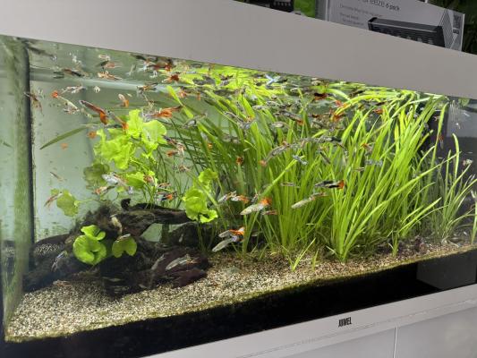 Aquarium Juwel Rio 180 LED + meuble, poissons, accessoires