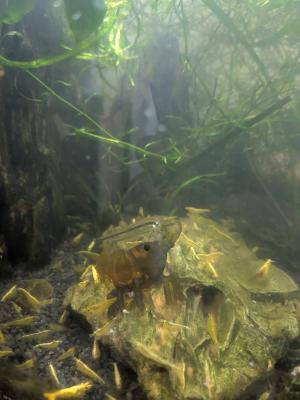 Crevettes yellow neocaridina (échange acceptés)