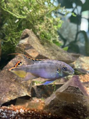 Donne beau mâle Pelvicachromis pulcher