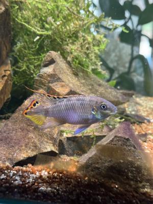 Donne beau mâle Pelvicachromis pulcher