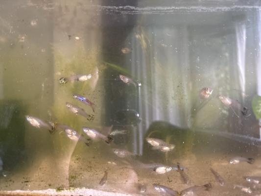 Guppy