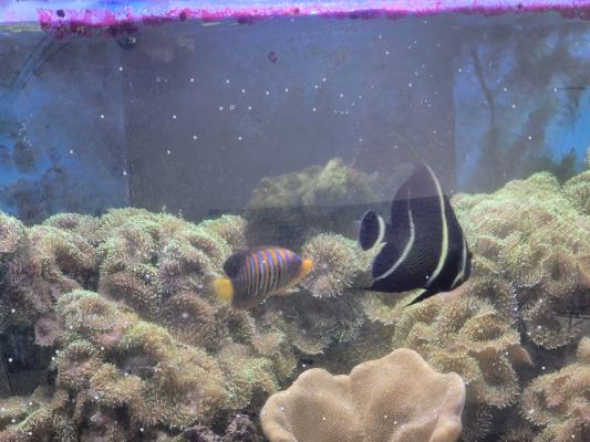 Poisson marin