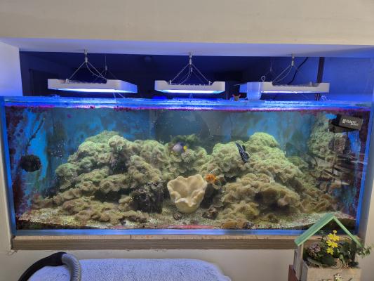 aquarium marin