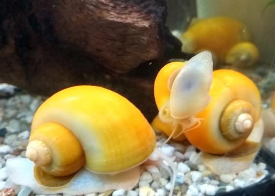 Escargots magnifiques Ampullacea Lila,et jaunes