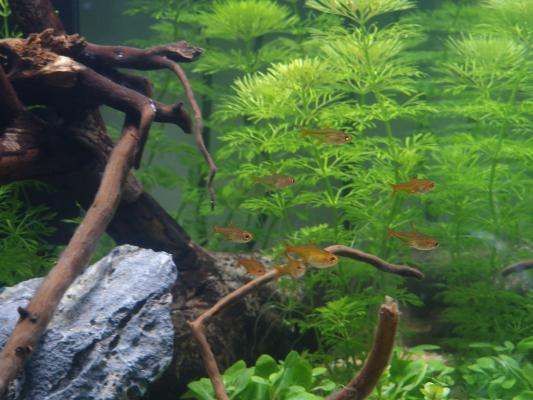 12 Tétra amande (Hyphessobrycon Amandae)