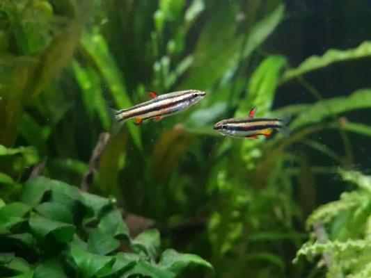 3 poisson crayon nain (Nannostomus Marginatus)