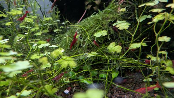Crevettes Neocaridina davidi Sakura (lot de 15)