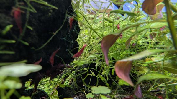 Crevettes Neocaridina davidi Sakura (lot de 15)