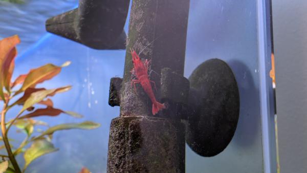 Crevettes Neocaridina davidi Sakura (lot de 15)