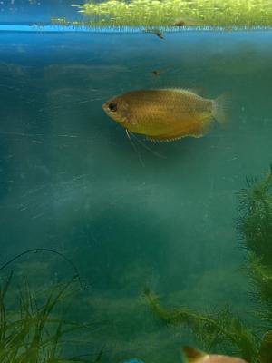 Gouramis miel