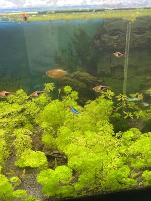 Rasboras arlequin