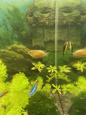 Gouramis miel