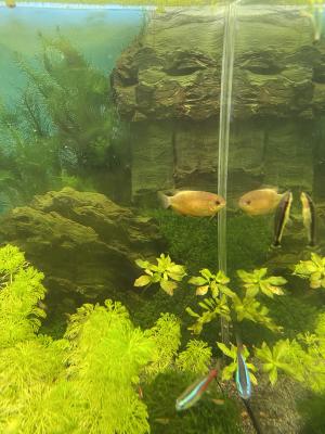 Gouramis miel