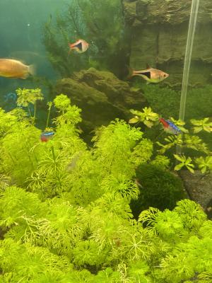 Rasboras arlequin