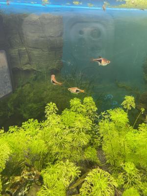 Rasboras arlequin