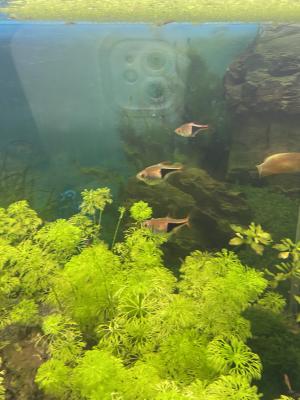 Rasboras arlequin